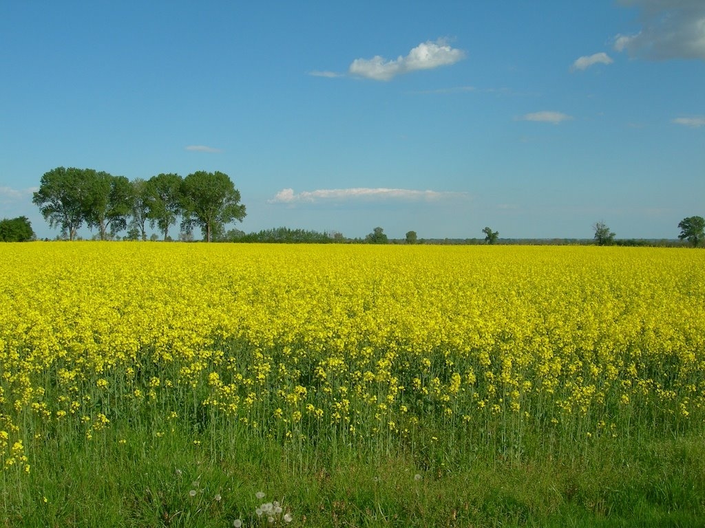 Agricoltura lombarda: 6 milioni di danni a causa dei piccioni