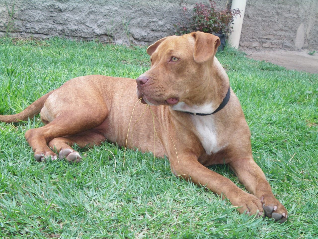 Cani pericolosi, pitbull azzanna 13enne a Monza