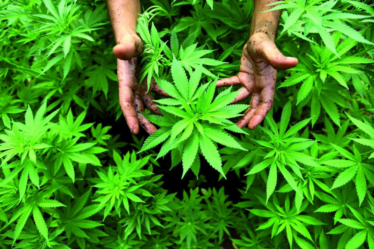 Coltivava piante di marijuana alte fino a due metri, arrestato 45enne