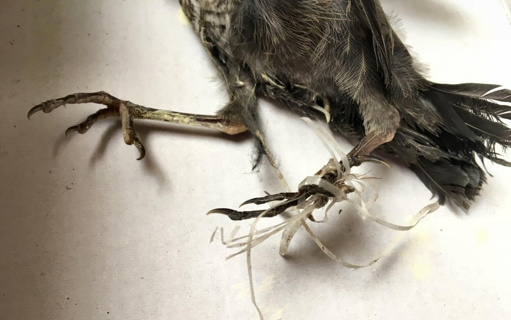 Animali selvatici, merlo muore per l’incuria dell’uomo