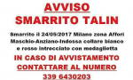 Si cerca Talin, amico a 4 zampe di una ragazza malata