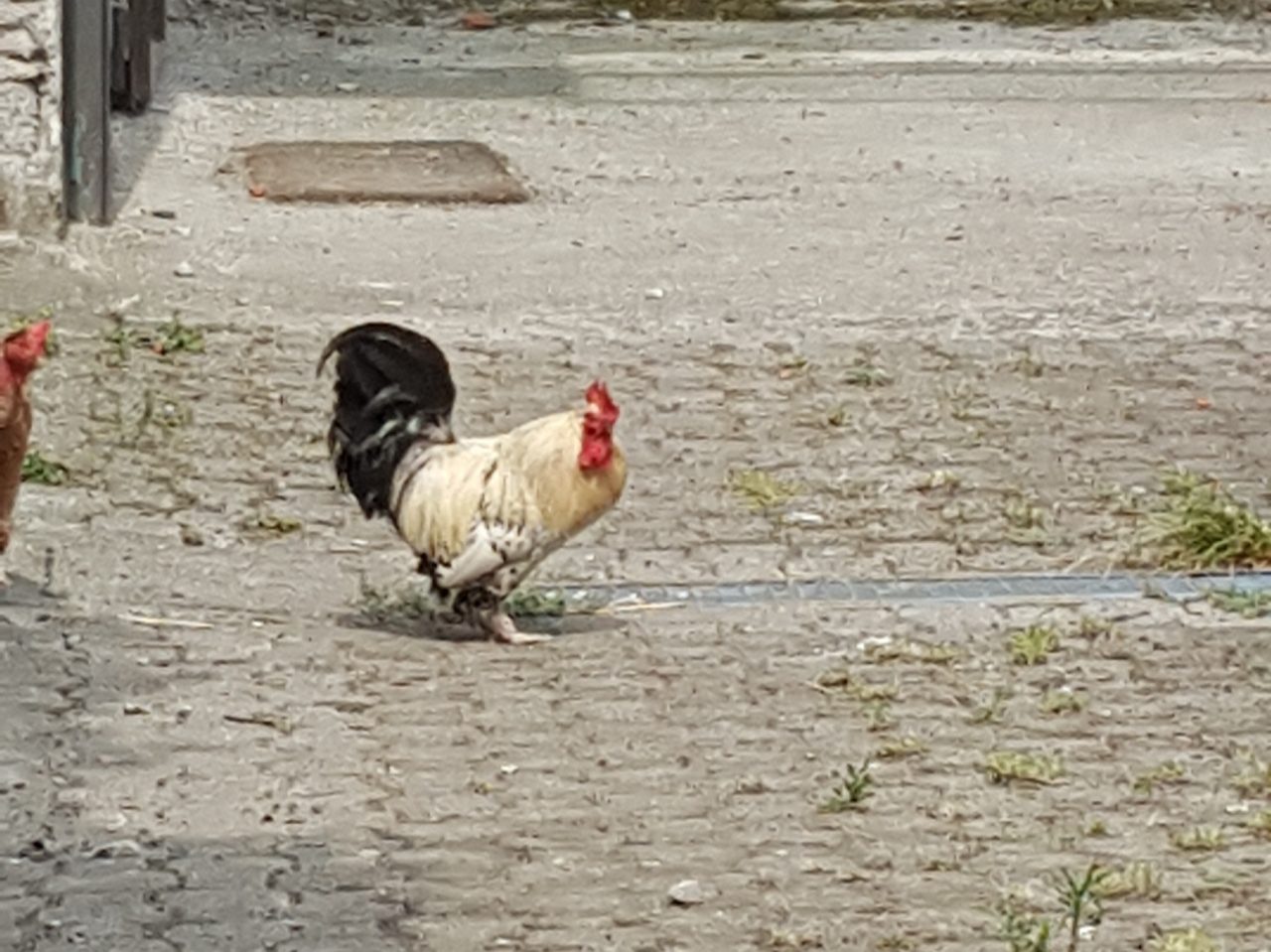 Concorezzo, il gallo “canterino” del Milanino rischia… le penne VIDEO