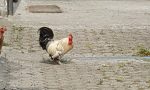 Concorezzo, il gallo "canterino" del Milanino rischia... le penne VIDEO