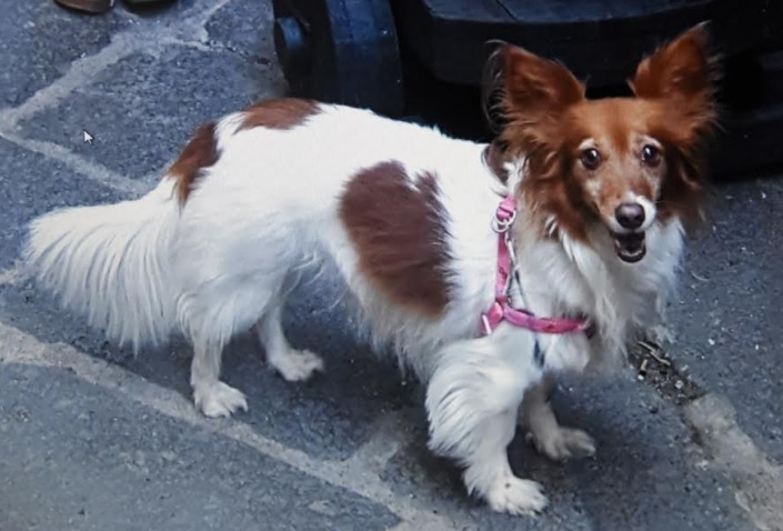 Desio: cane “rubato” ritrovato all’aeroporto