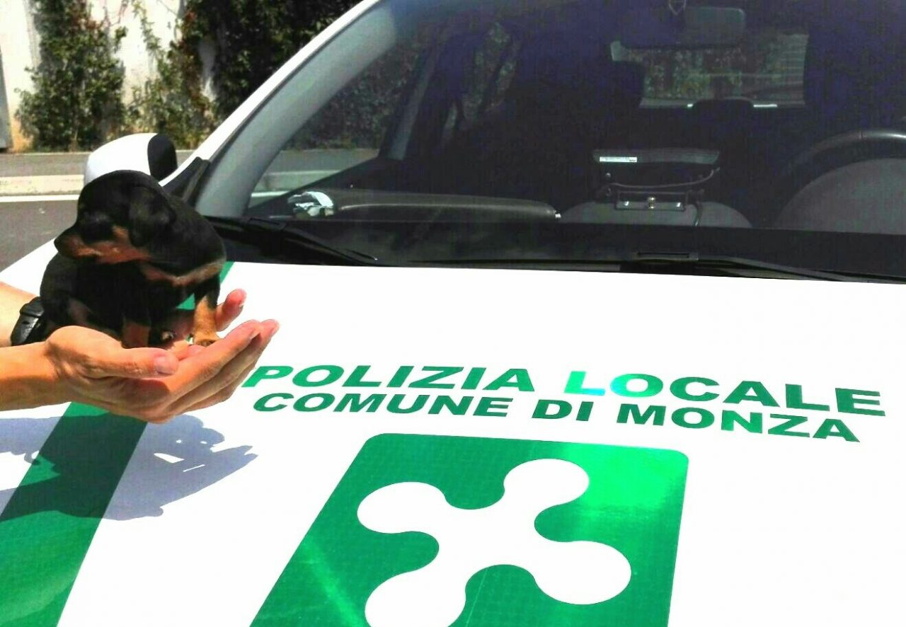 Cucciolo denutrito in campo nomadi a Monza: salvato dalla Polizia locale
