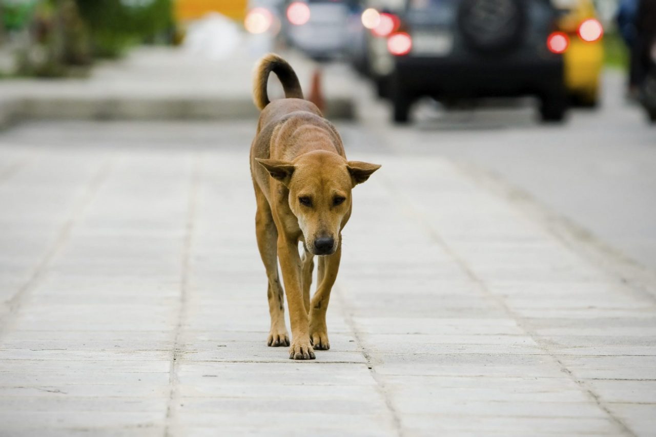 Animali abbandonati, nuova campagna di sensibilizzazione