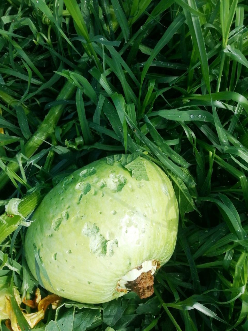 Tromba d’aria: agricoltura in ginocchio