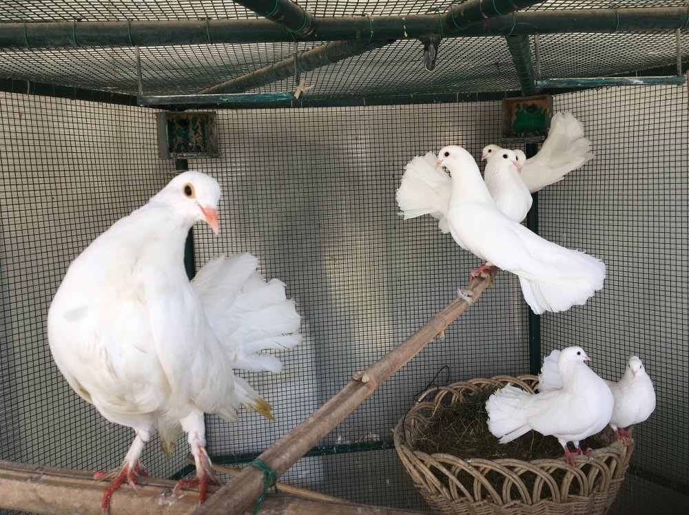 Colombe bianche ai matrimoni, la condanna di Enpa