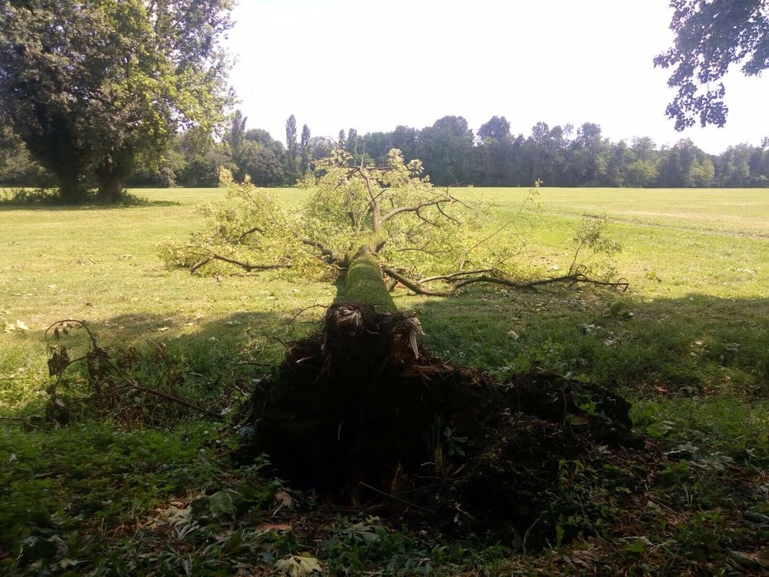 Tromba d’aria, giù 500 alberi nel parco della Villa Reale