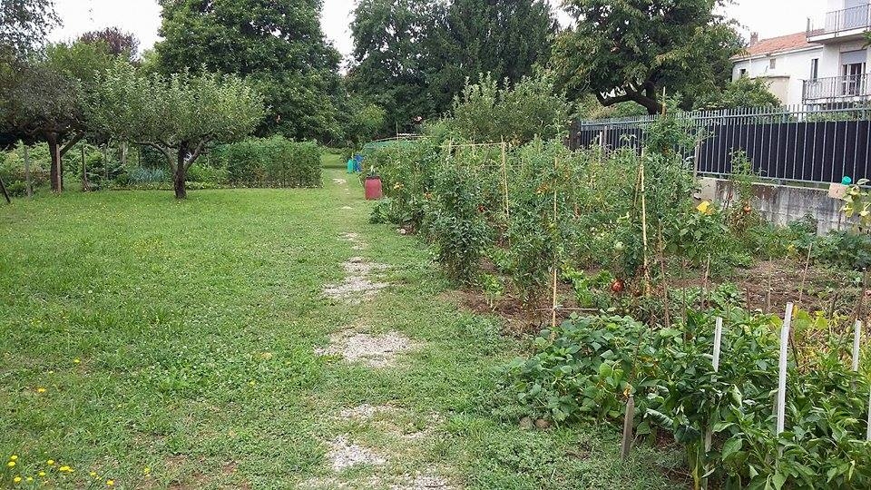 Meda: rubano frutta e verdura e fanno la cacca negli orti