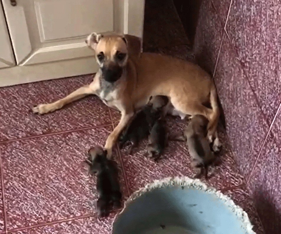 Arcore: viveva con 24 cani in casa, animali sequestrati