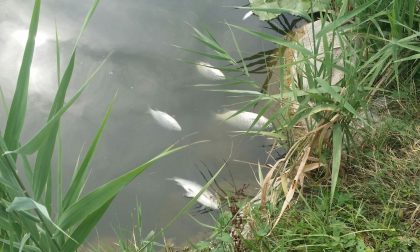 Moria di pesci al laghetto di Giussano