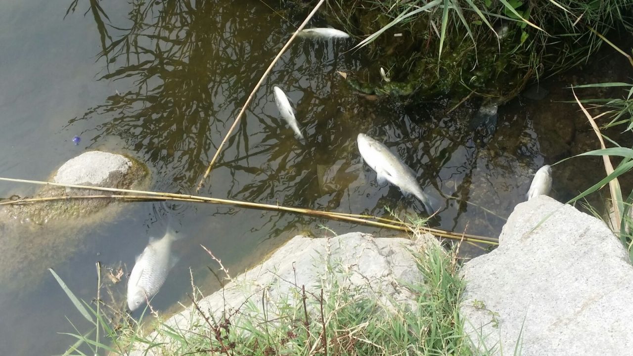 Giussano: il laghetto riapre alla pesca. Ecco cosa ha provocato la moria di pesci