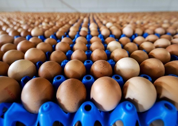 Uova contaminate: in Lombardia primi controlli negativi