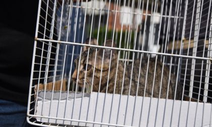 Monza: gattino abbandonato dai padroni in vacanza. Salvato dai Vigili del fuoco