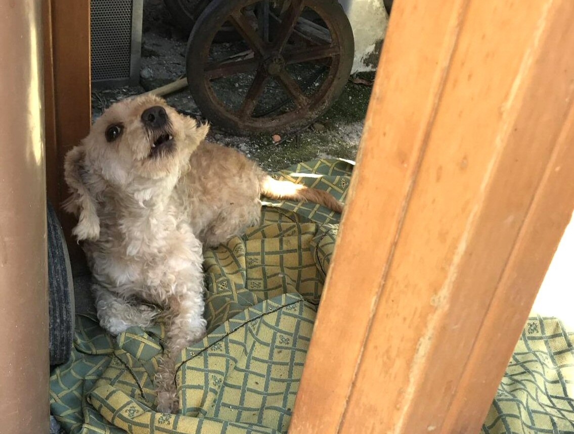 Peppola: una nuova vita grazie ai volontari dell’Enpa – FOTO
