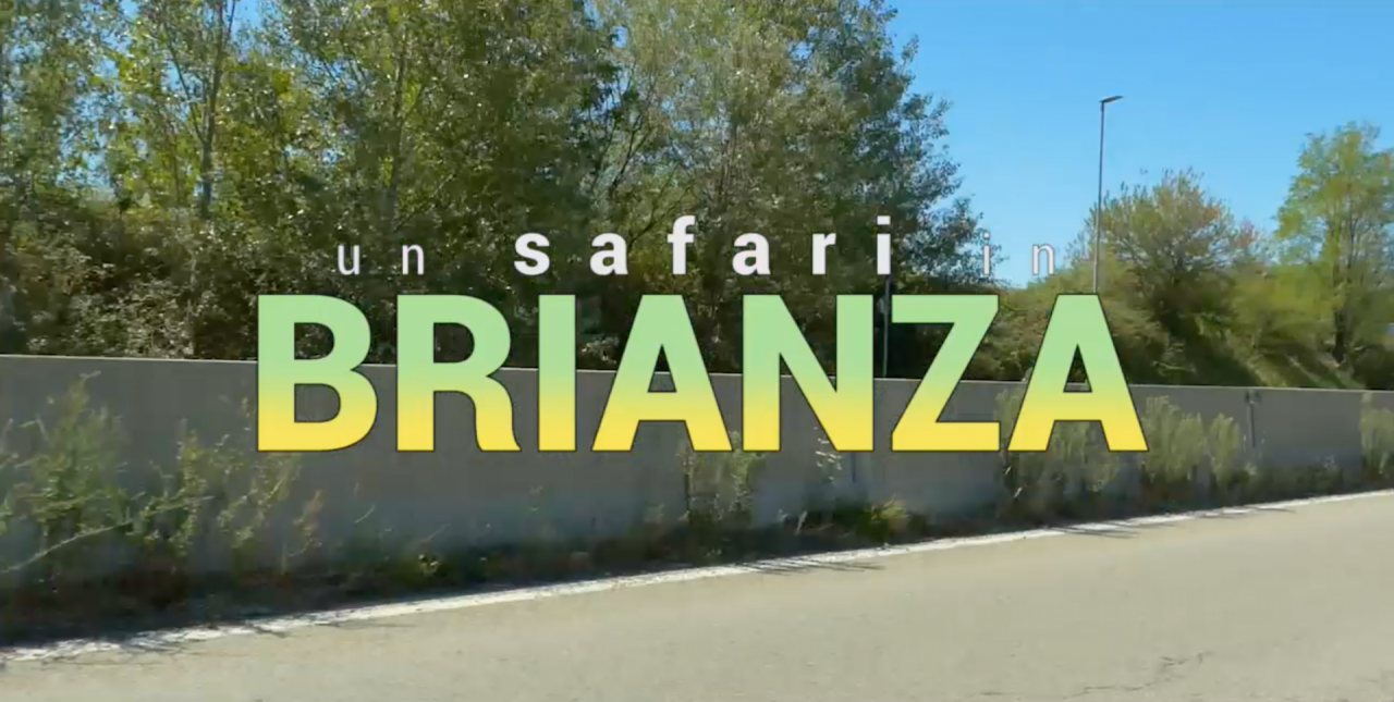 Verde pubblico: strade infestate dalle piante – VIDEO