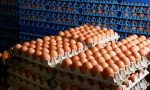 Brianza, arrivate 29 partite di uova a rischio Fipronil: nessuna contaminazione