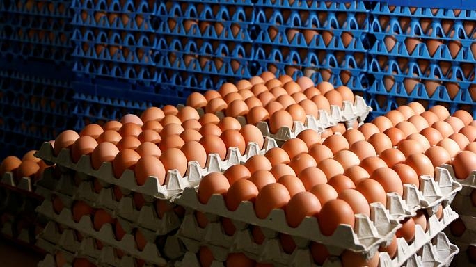 Uova al Fipronil, a Milano omelette contaminate. Cosa rischia chi le mangia?