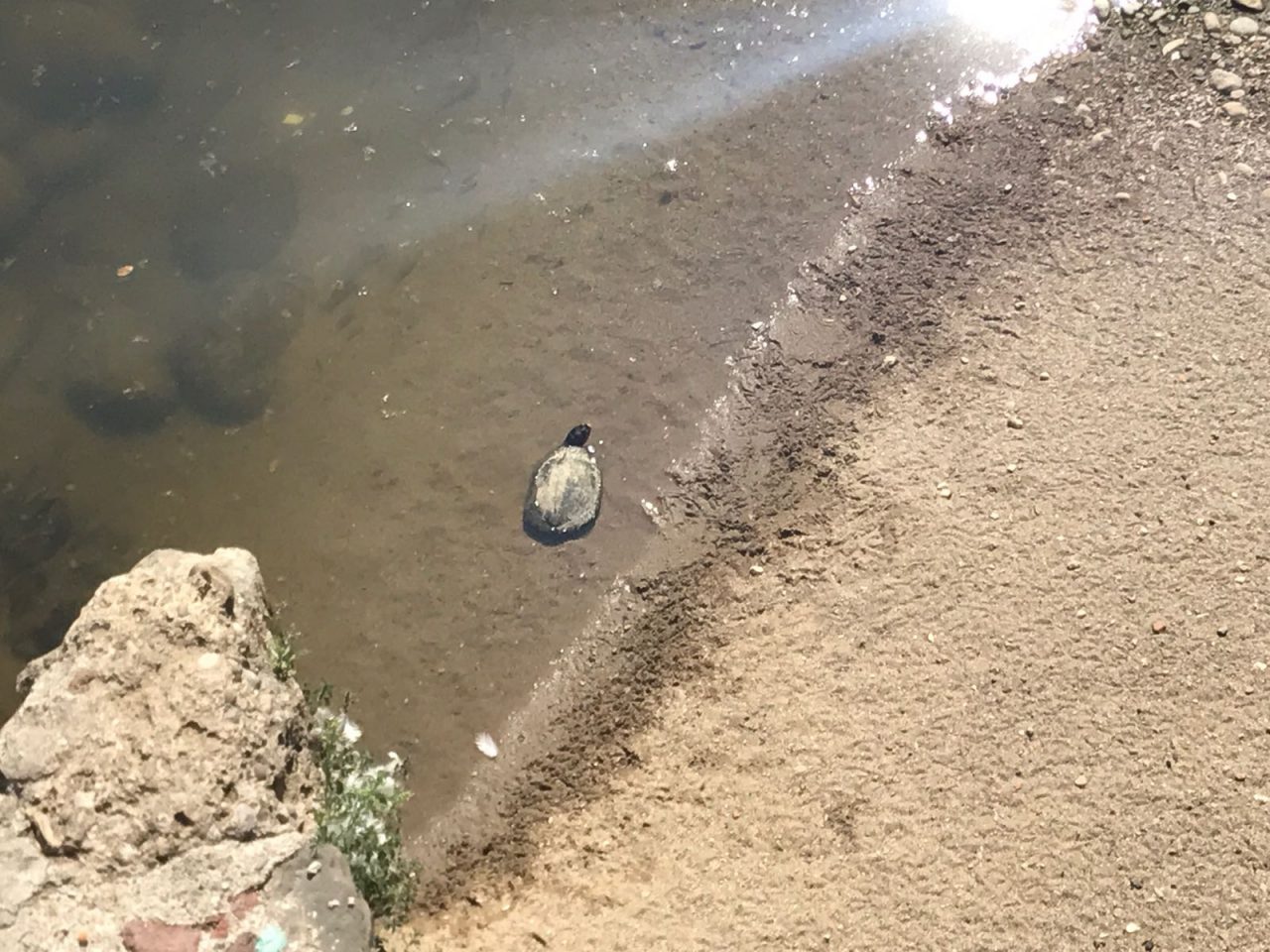 Vimercate, tartaruga d’acqua avvistata nel Molgora in pieno centro cittadino