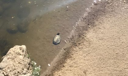 Vimercate, tartaruga d'acqua avvistata nel Molgora in pieno centro cittadino