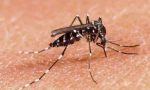 Mezzago, in arrivo interventi contro la proliferazione di zanzare