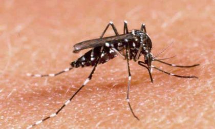 West Nile, potenziata la lotta alle zanzare