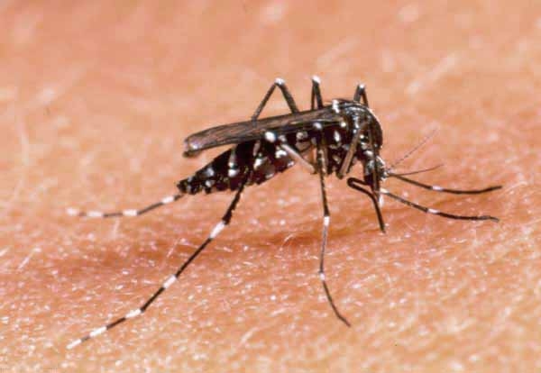 West Nile, potenziata la lotta alle zanzare