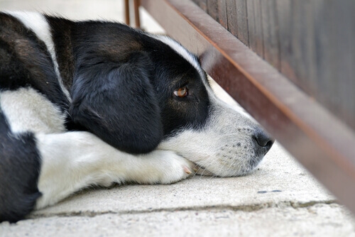Festeggiamenti di Ferragosto, occhio a cani e gatti