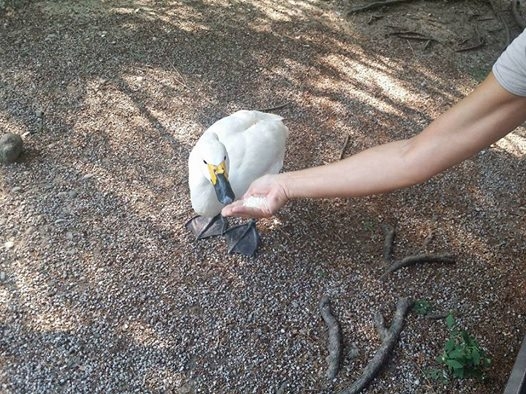 Parco di Monza: i due cigni non ci sono più