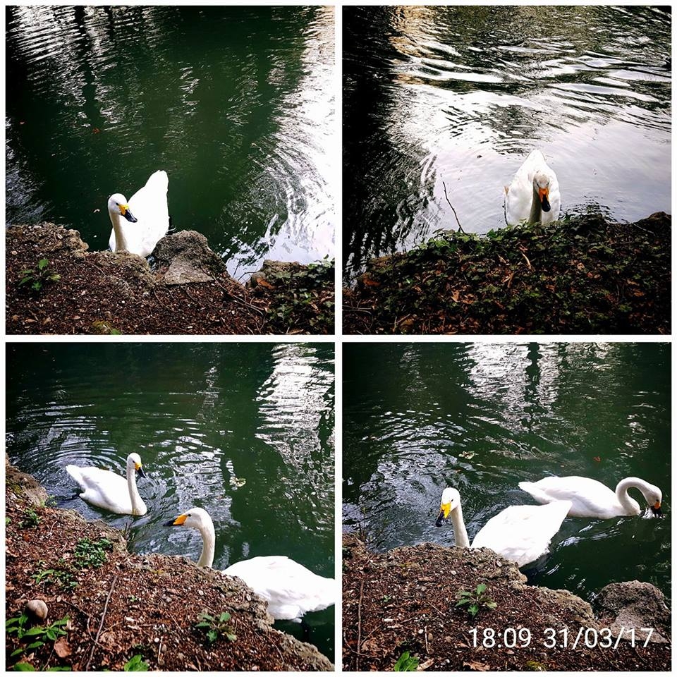 Ma quali Romeo e Giulietta... i due cigni nel Parco di Monza erano due maschi