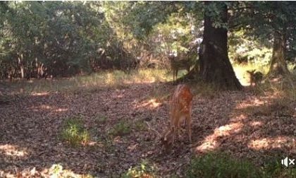 Daini nel Parco Agricolo Nord Est - IL VIDEO