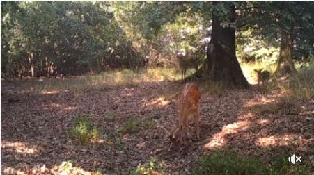 Daini nel Parco Agricolo Nord Est – IL VIDEO