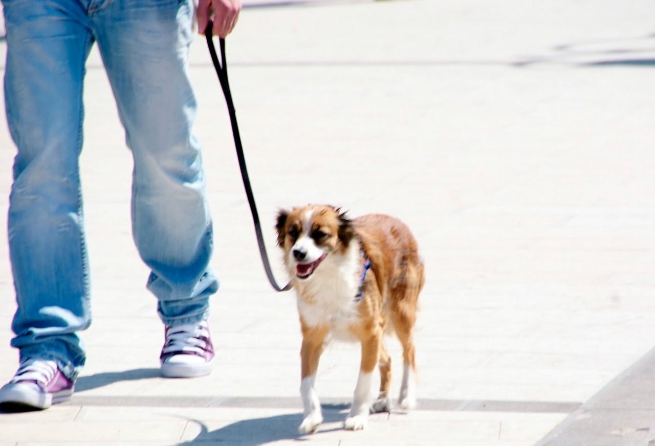 Cani liberi ai giardini pubblici, multati due giovani in via Boezio