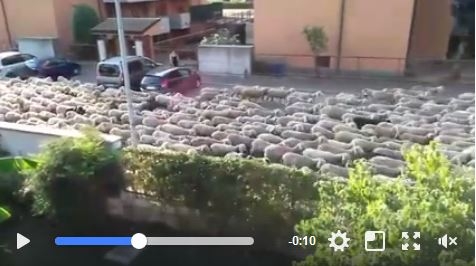Desio: la transumanza delle pecore diventa virale – VIDEO