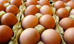 Uova contaminate al fipronil: nessun pericolo in Brianza