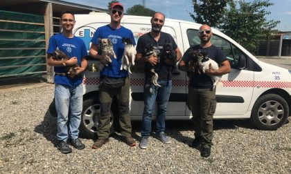 Enpa Monza salva otto cani denutriti FOTO