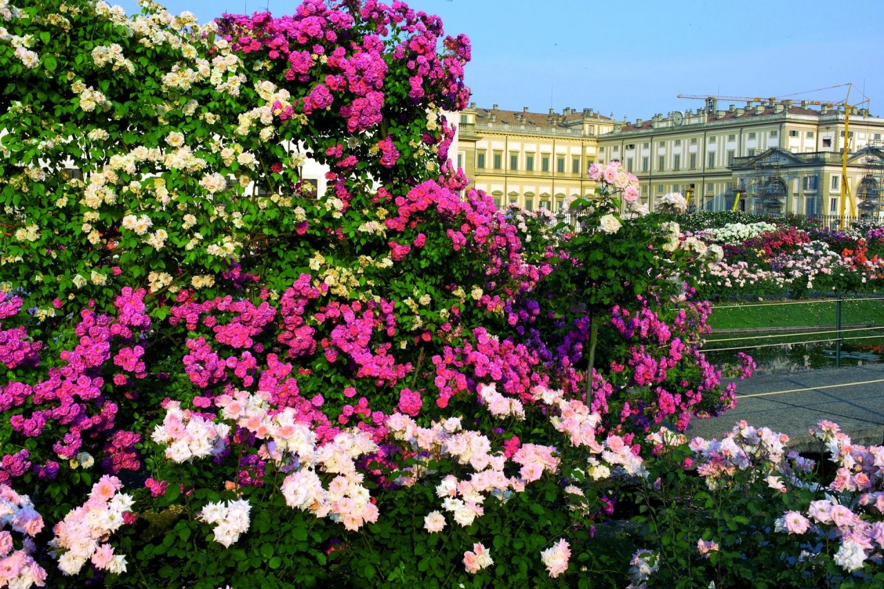 Un week end con Jane Austen al roseto della Villa Reale