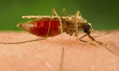 Malaria: l'intervista all'esperto di profilassi e malattie infettive