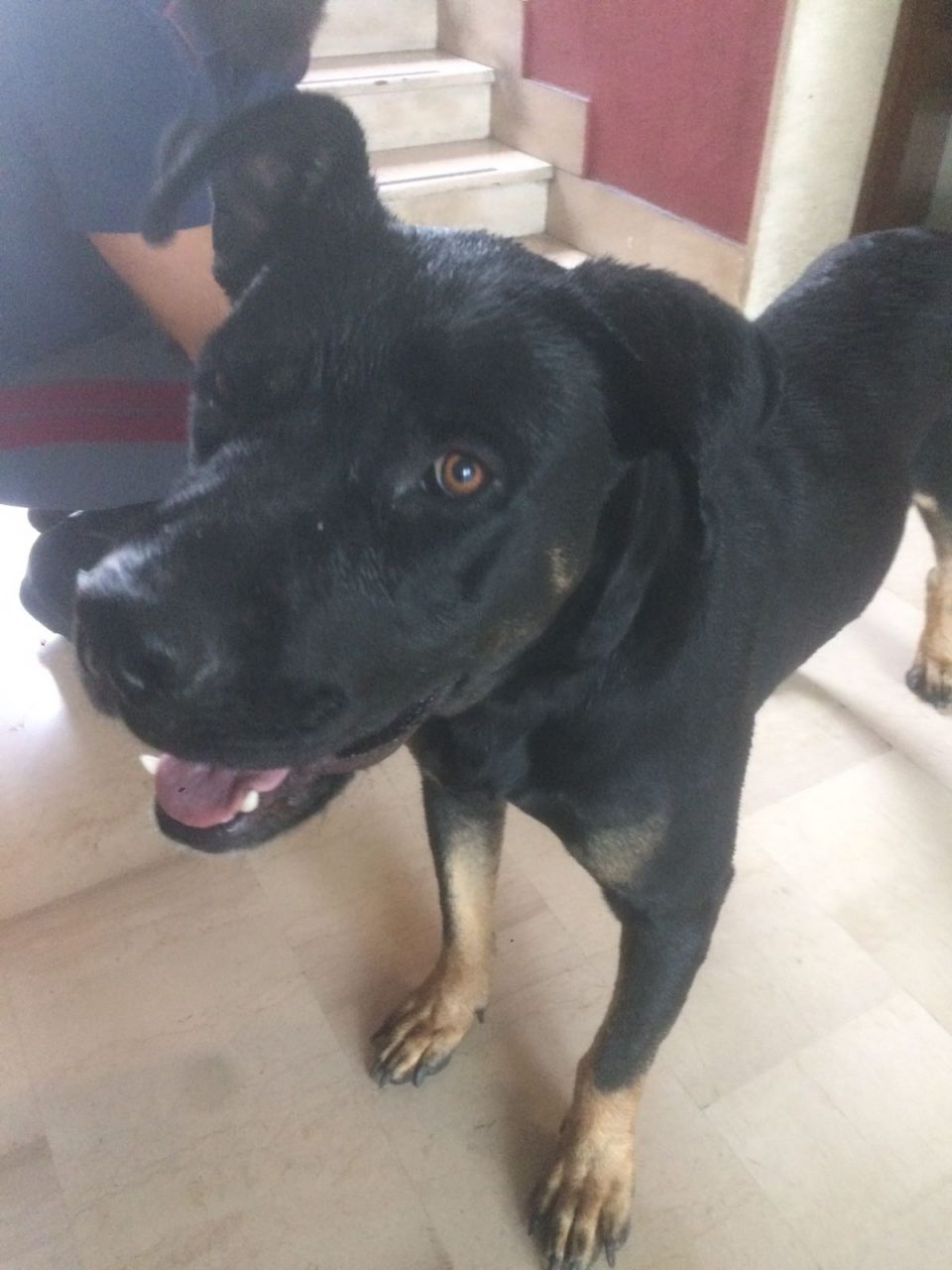 Carate, la Polizia stradale salva un cane