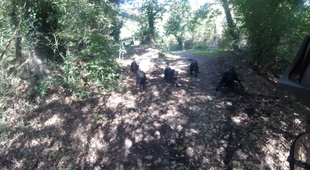 Circondato dai cani mentre è in bici: la GoPro riprende tutto – VIDEO