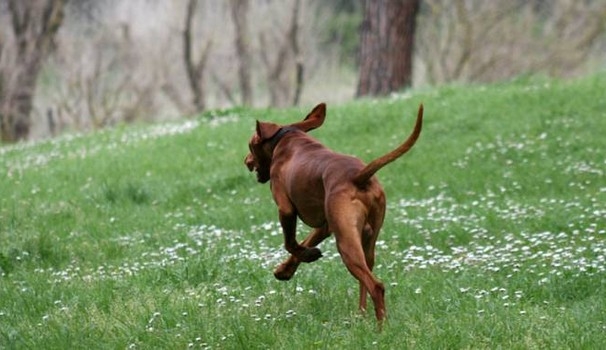 A ottobre una nuova edizione del corso, promosso da Ats, per i proprietari dei cani