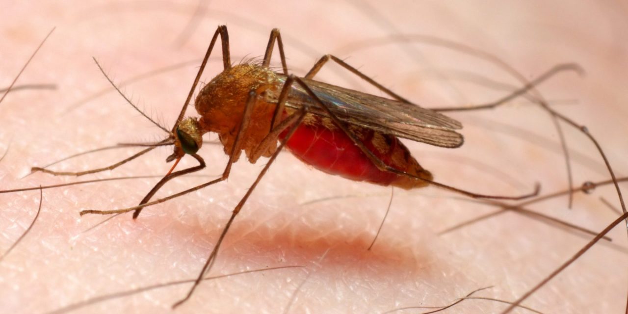 Malaria in Lombardia, Gallera: “Profilassi non necessaria”