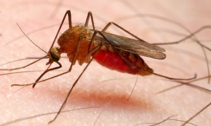 Malaria in Lombardia, Gallera: "Profilassi non necessaria"