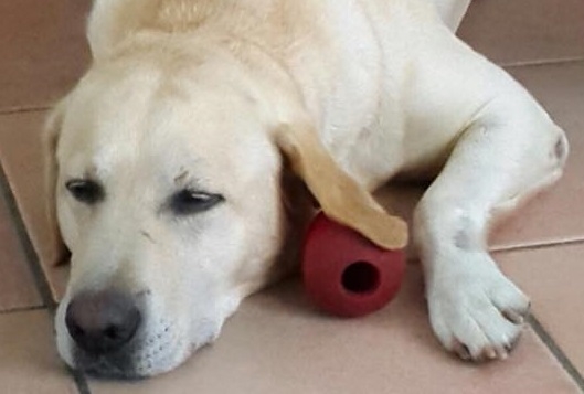 Muore la padrona ora Willy rischia il canile