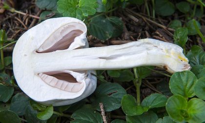 Nel 2019 sedici casi di intossicazione da funghi e un morto