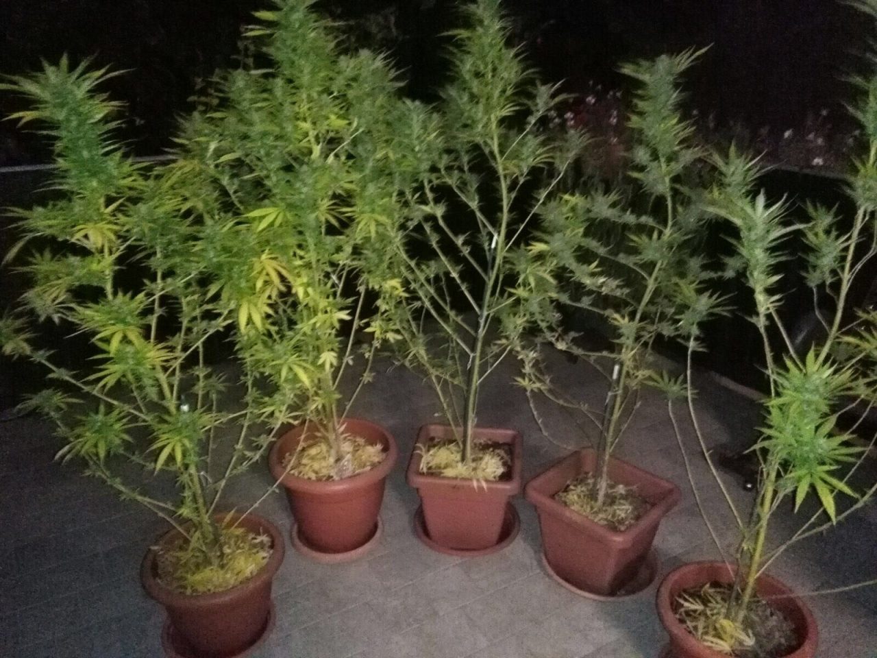 Muratore coltivava piante di marijuana