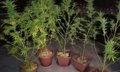 Muratore coltivava piante di marijuana