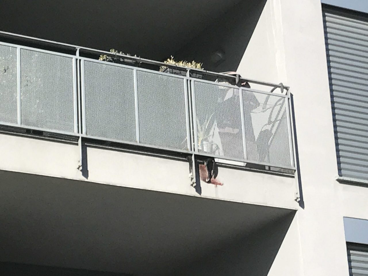 Vimercate: cane incastrato sul balcone, salvato dai pompieri VIDEO