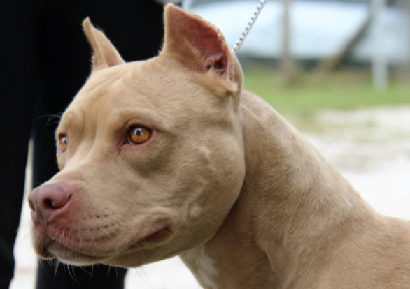Viene aggredito da un cane, lui lo uccide a coltellate
